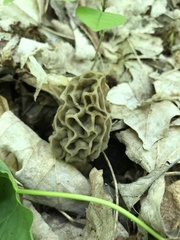 Morchella diminutiva