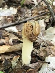 Morchella punctipes