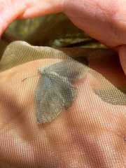 Iolana iolas