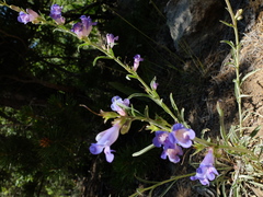 Penstemon speciosus