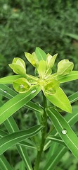 Euphorbia jolkinii