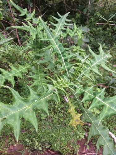 Acanthus eminens