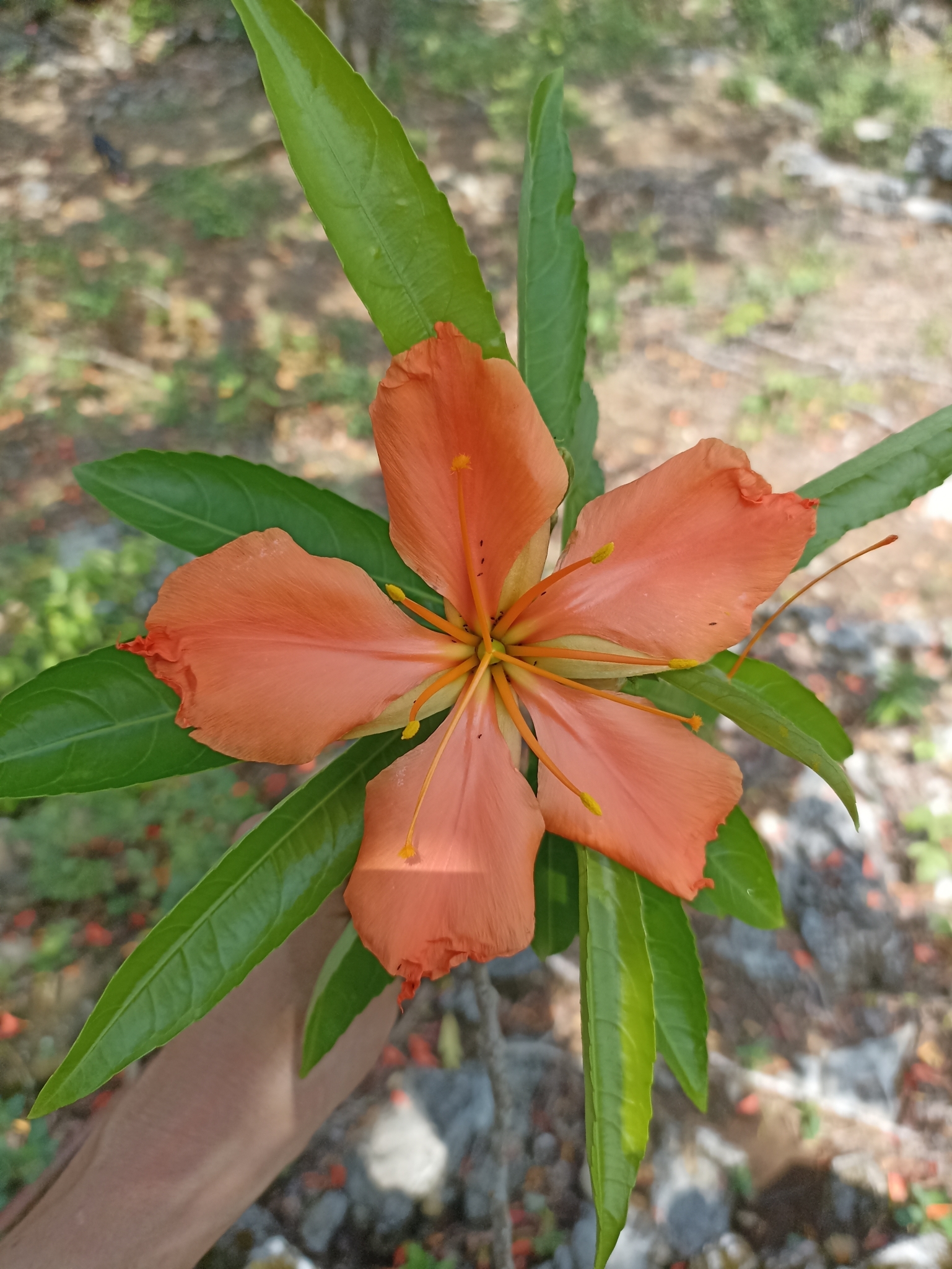 Imagem de Flor-de-maio