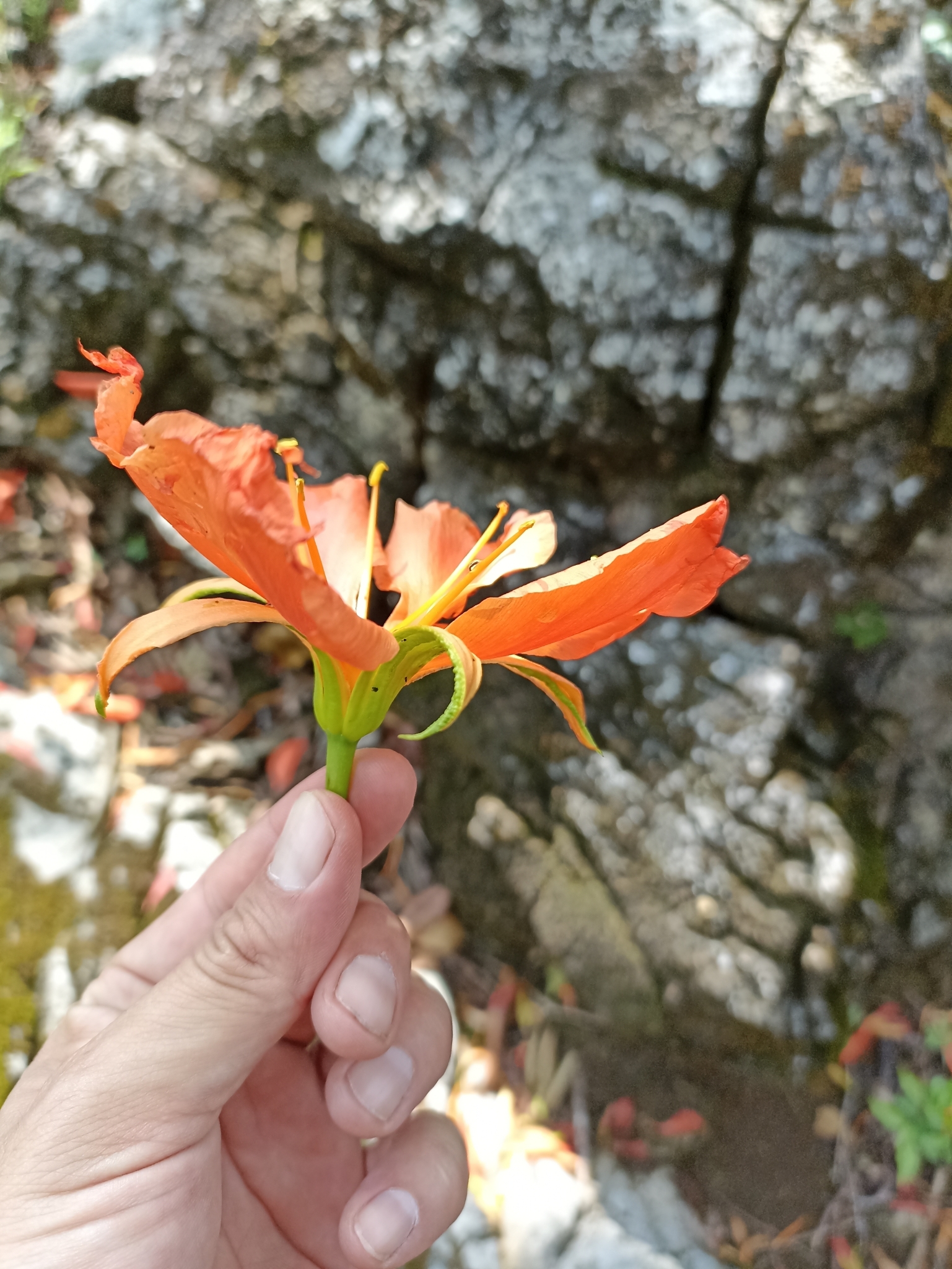 Imagem de Flor-de-maio