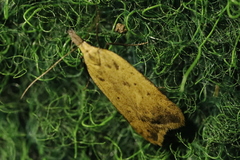 Dichomeris limosellus