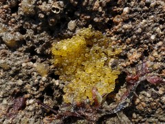 Taurulus bubalis