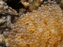 Taurulus bubalis