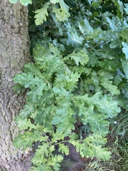 Quercus robur