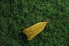 Dichomeris limosellus