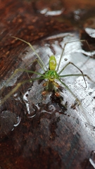 Tetragnatha squamata