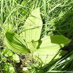 Veratrum nigrum