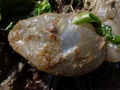 Ascidiella aspersa