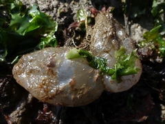 Ascidiella aspersa