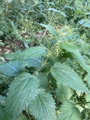 Urtica dioica