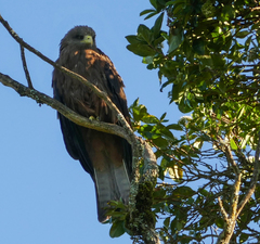 Milvus migrans aegyptius