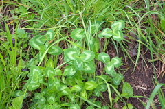 Trifolium pratense