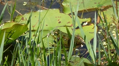 Pelophylax perezi