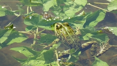 Pelophylax perezi