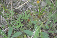 Ranunculus fascicularis
