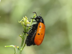 Hycleus scutellatus