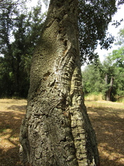 Quercus suber