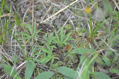 Ranunculus fascicularis