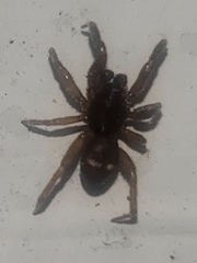 Asagena americana