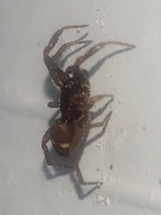 Asagena americana