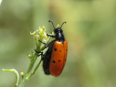 Hycleus scutellatus