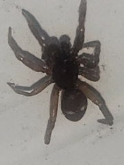 Asagena americana