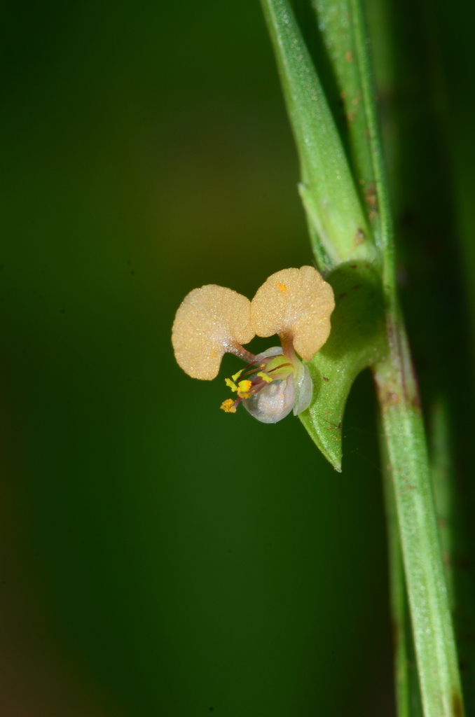 Annual Yellow Dayflower