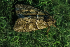 Cryphia fraudatricula