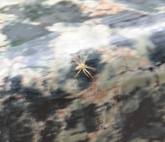 Araneae