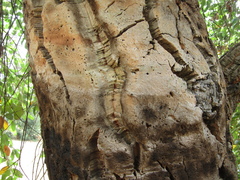 Quercus suber