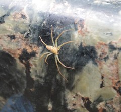 Araneae
