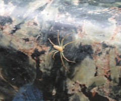 Araneae