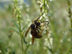 Dolichovespula adulterina
