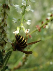 Dolichovespula adulterina