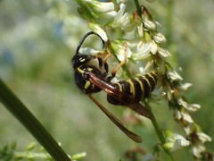 Dolichovespula adulterina