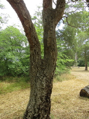 Quercus suber