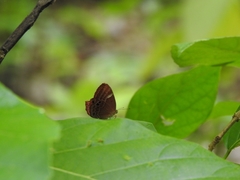 Abisara bifasciata