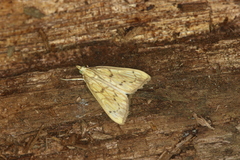 Chilochromopsis sceletogramma