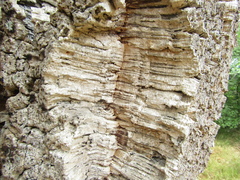 Quercus suber