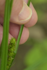 Carex conjuncta