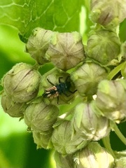 Harmonia axyridis
