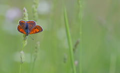 Lycaena candens
