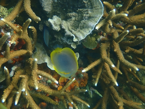 Gold-banded butterflyfish (Chaetodon aureofasciatus) — Chaetodontidae — 4