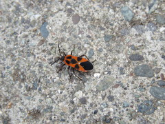 Tropidothorax leucopterus