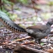 Lyrebirds - Photo (c) pdubbin, some rights reserved (CC BY-NC)