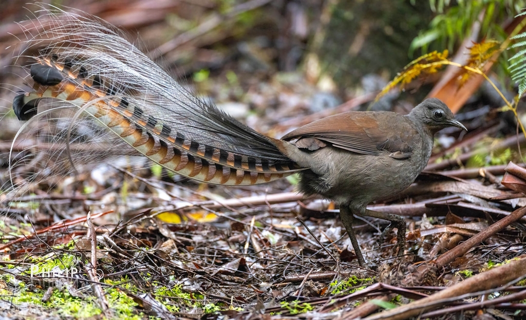 Superb Lyrebird